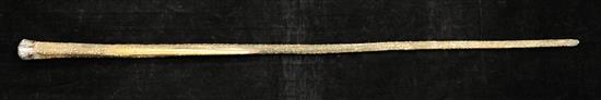 A later 19th/ early 20th century French silver topped Stingray tail walking cane, 33.25in.